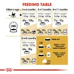 What to feed a Maine Coon kitten?