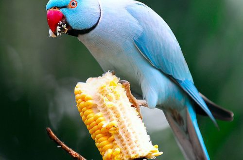 What to feed a parrot?