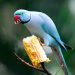 What can be given to birds besides food