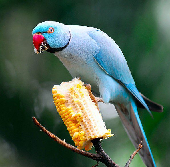 What to feed a parrot?