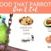 How to properly feed parrots
