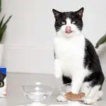 What to feed an older cat?