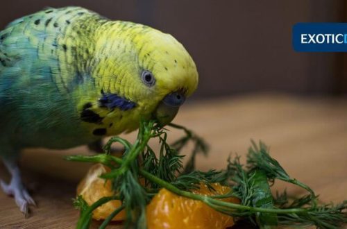 What to feed budgerigars other than food