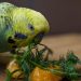 What fruits can parrots