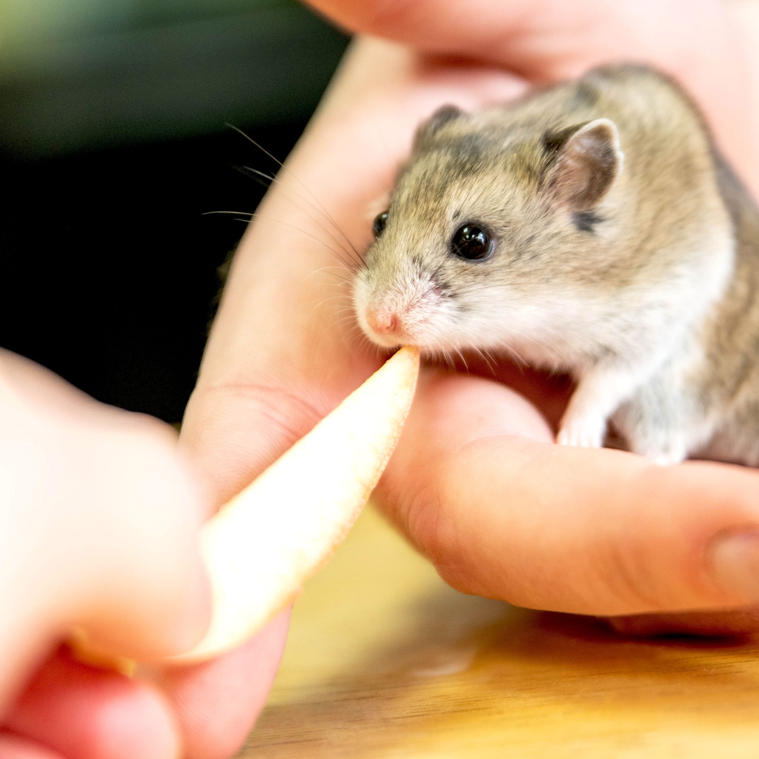 So, it happened: you decided to get a small, plump-cheeked domestic rodent,...