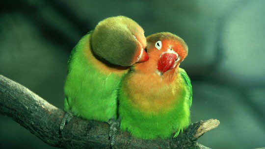 What to feed lovebird parrots?
