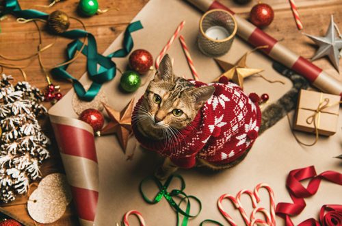 What to give a dog and a cat for the New Year?