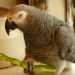 What is the nature of parrots
