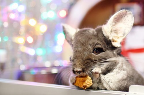 What to give a rodent for the New Year or Birthday?