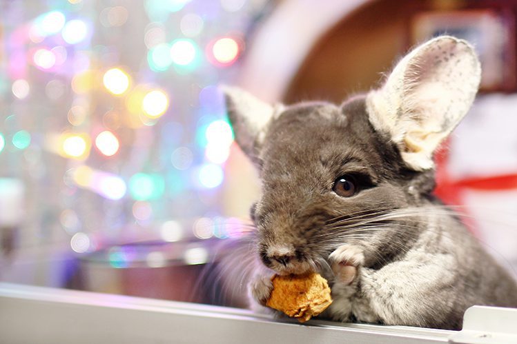 What to give a rodent for the New Year or Birthday?