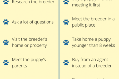What to look for in a breeder
