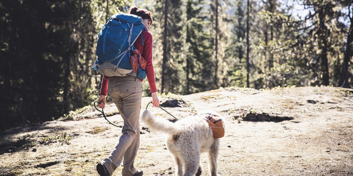 What to take on a hike with a dog?
