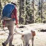 What to take on a hike with a dog?
