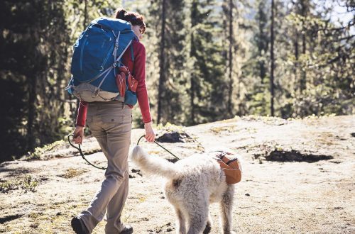 What to take on a hike with a dog?