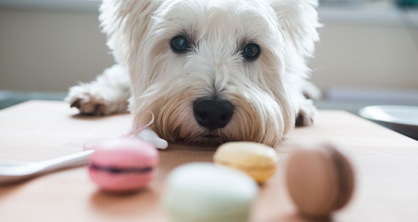 What treats to give your dog?