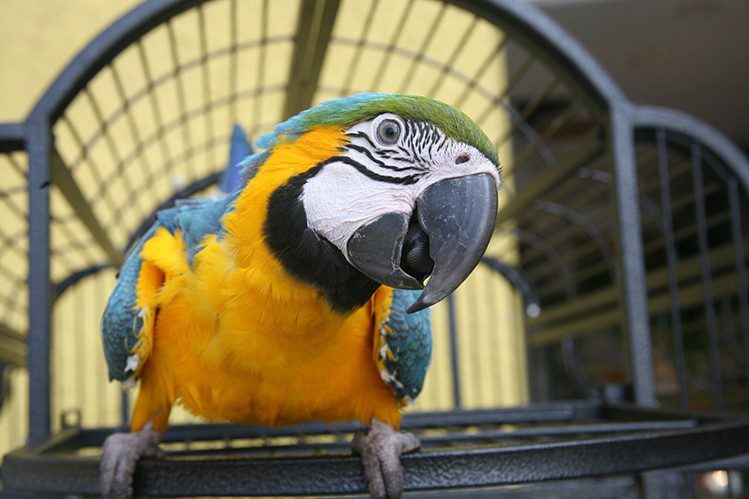What types of parrots talk?