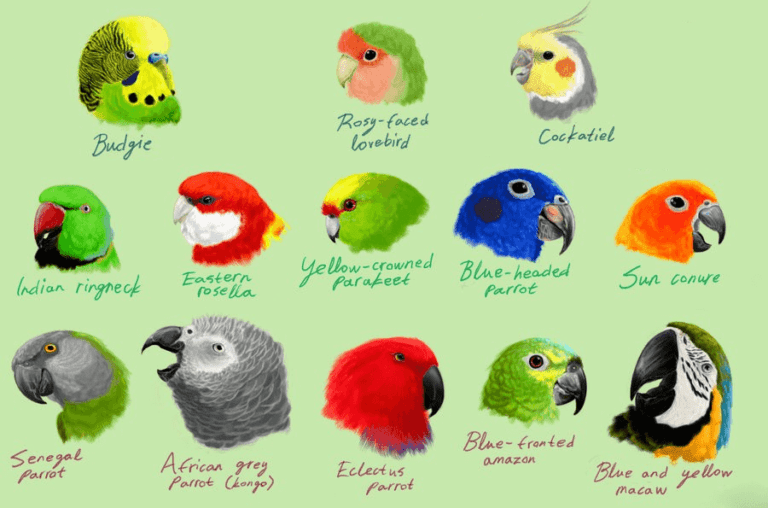 What types of parrots talk?