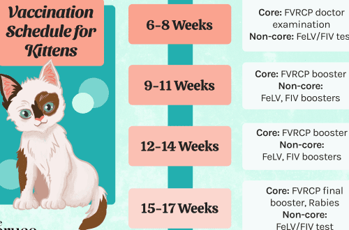 What vaccinations to give kittens and when to do the first