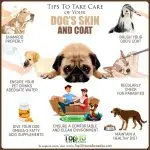 What you need to care for your dog’s coat
