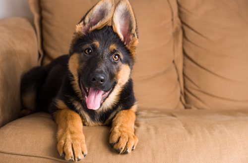 What you need to know about German Shepherd ears?