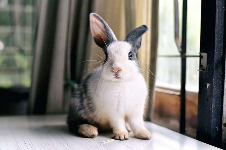 What you need to know about the behavior of rabbits?