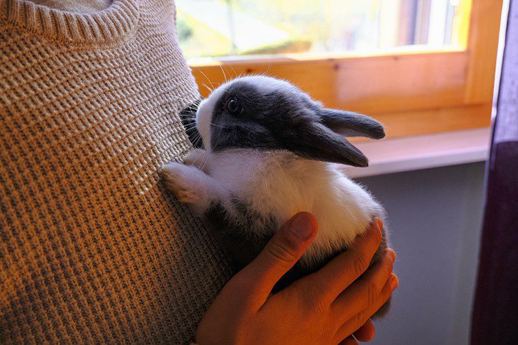 What you need to know about the behavior of rabbits?