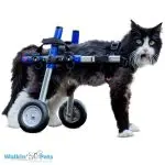 Wheelchairs for cats