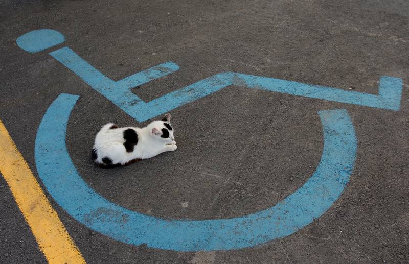 Wheelchairs for cats