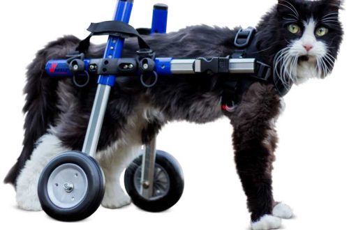 Wheelchairs for cats