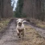 When can a dog be let off the leash?