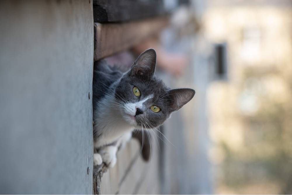 When do cats turn gray?