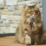 When do cats turn gray?