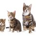 When you can give and take kittens &#8211; the optimal age