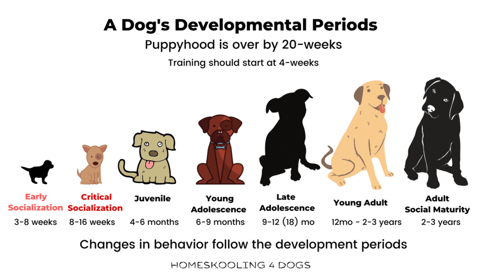 When does puberty begin in dogs?