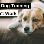 When Dog Training Doesn’t Help