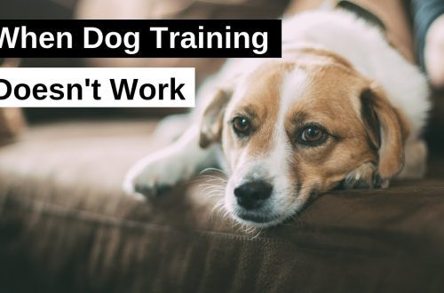 When Dog Training Doesn&#8217;t Help