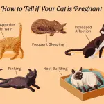When is a cat ready for pregnancy?