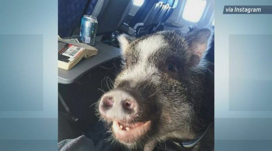 When pigs fly