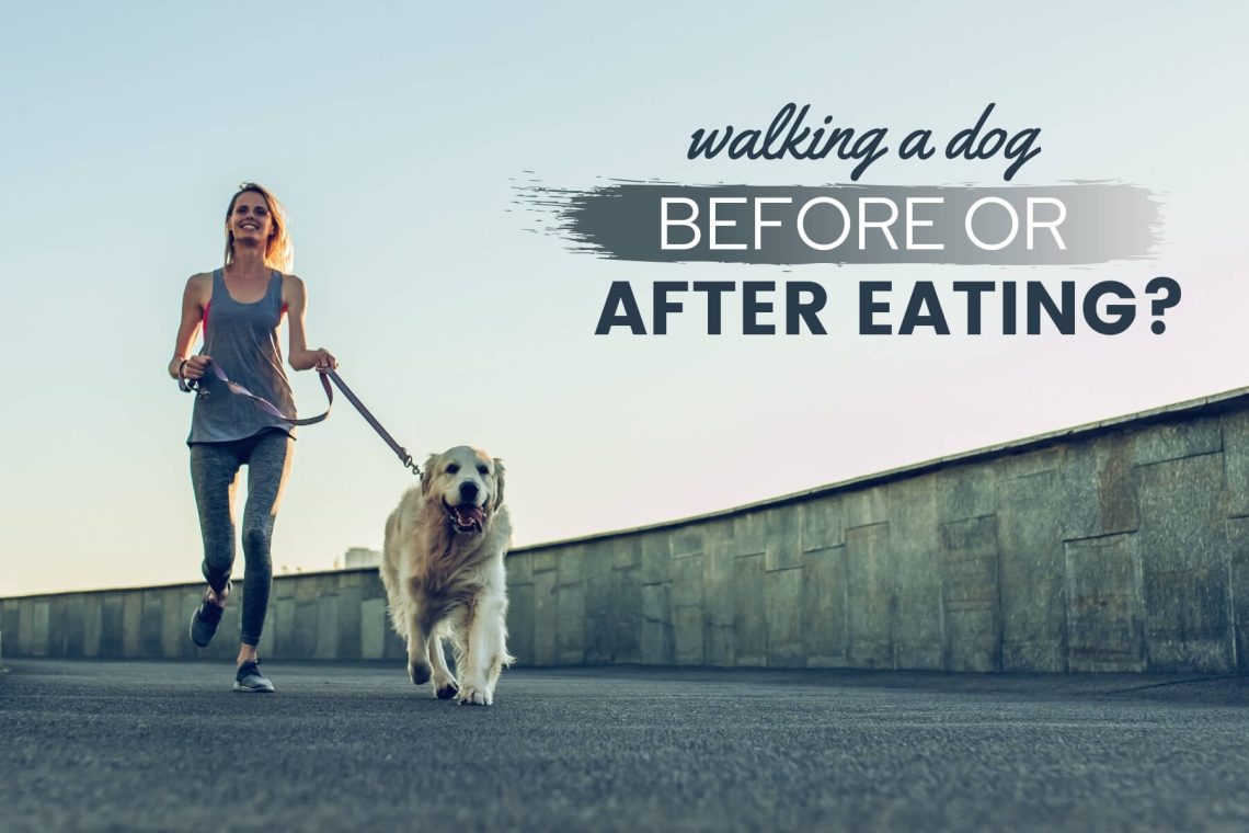 When to feed a dog: before or after a walk?
