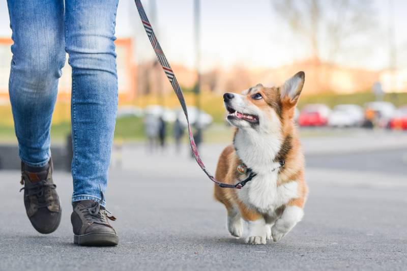 When to feed a dog: before or after a walk?