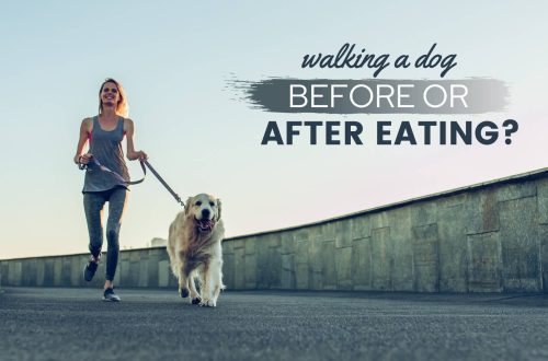 Kada hraniti psa: prije ili poslije šetnje?