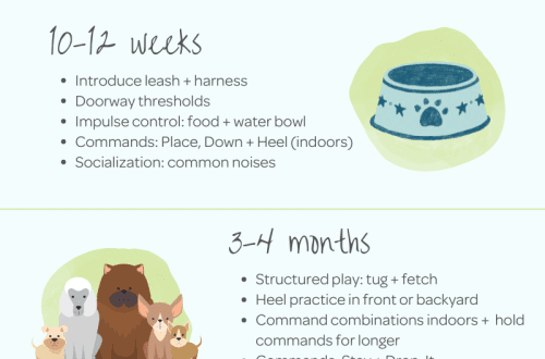 When to start training your puppy