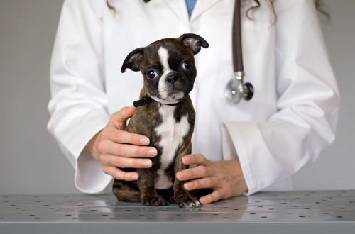 Kada vakcinisati štene?