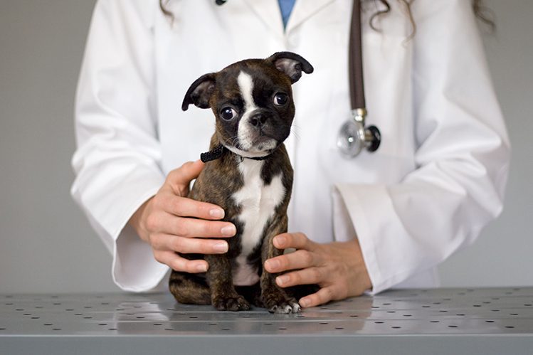 When to vaccinate a puppy?
