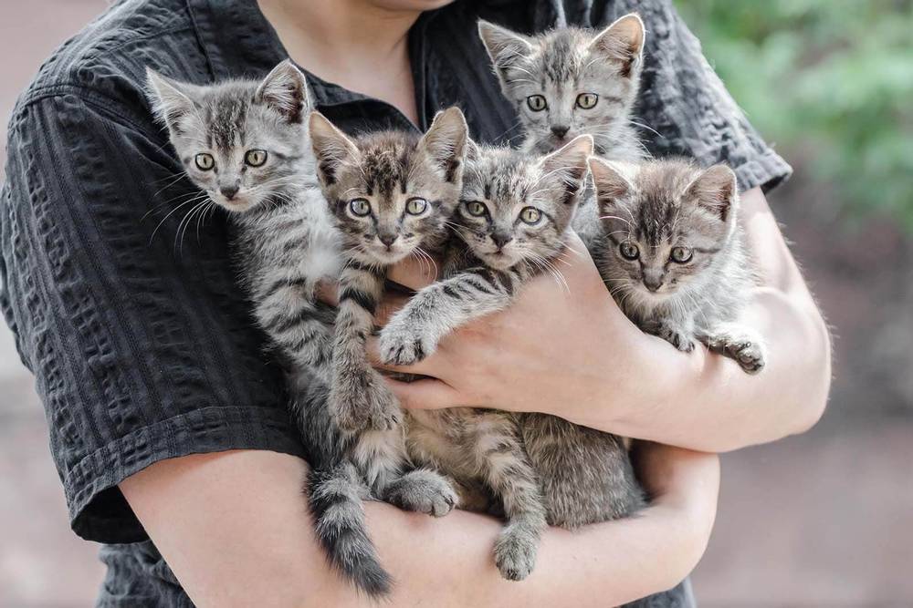 When you can give and take kittens &#8211; the optimal age