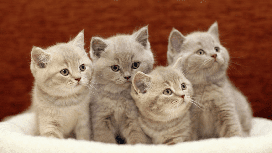 Where and how to buy a kitten?