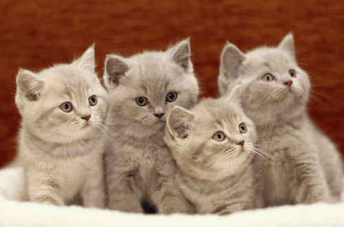 Where and how to buy a kitten?