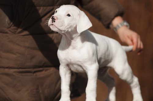 Where can I buy a Dogo Argentino and how much does it cost?