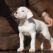 Is it worth it to start a Dogo Argentino: pros and cons