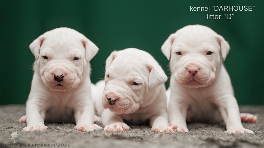Where can I buy a Dogo Argentino and how much does it cost?